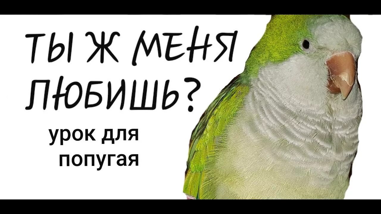 Какие слова говорят попугаи. Как научить попугая говорить. Попугай говорит привет. Попугая научили говорить чтобы что. Сколько попугаи учатся говорить.