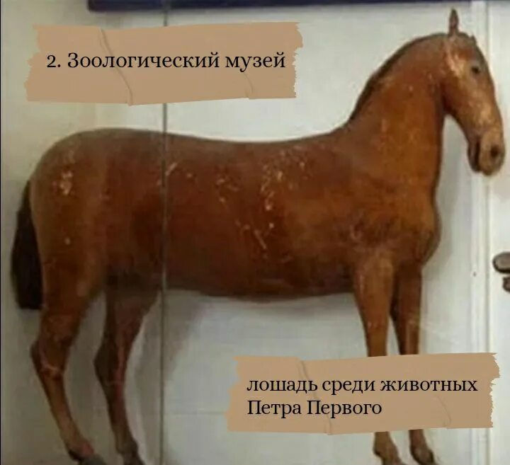 Как звали любимую лошадь петра 1. Пётр 1 на коне палтавское сражение. Лизетта лошадь петра. Как звали любимую лошадь петра 1. Лизетта лошадь петра.