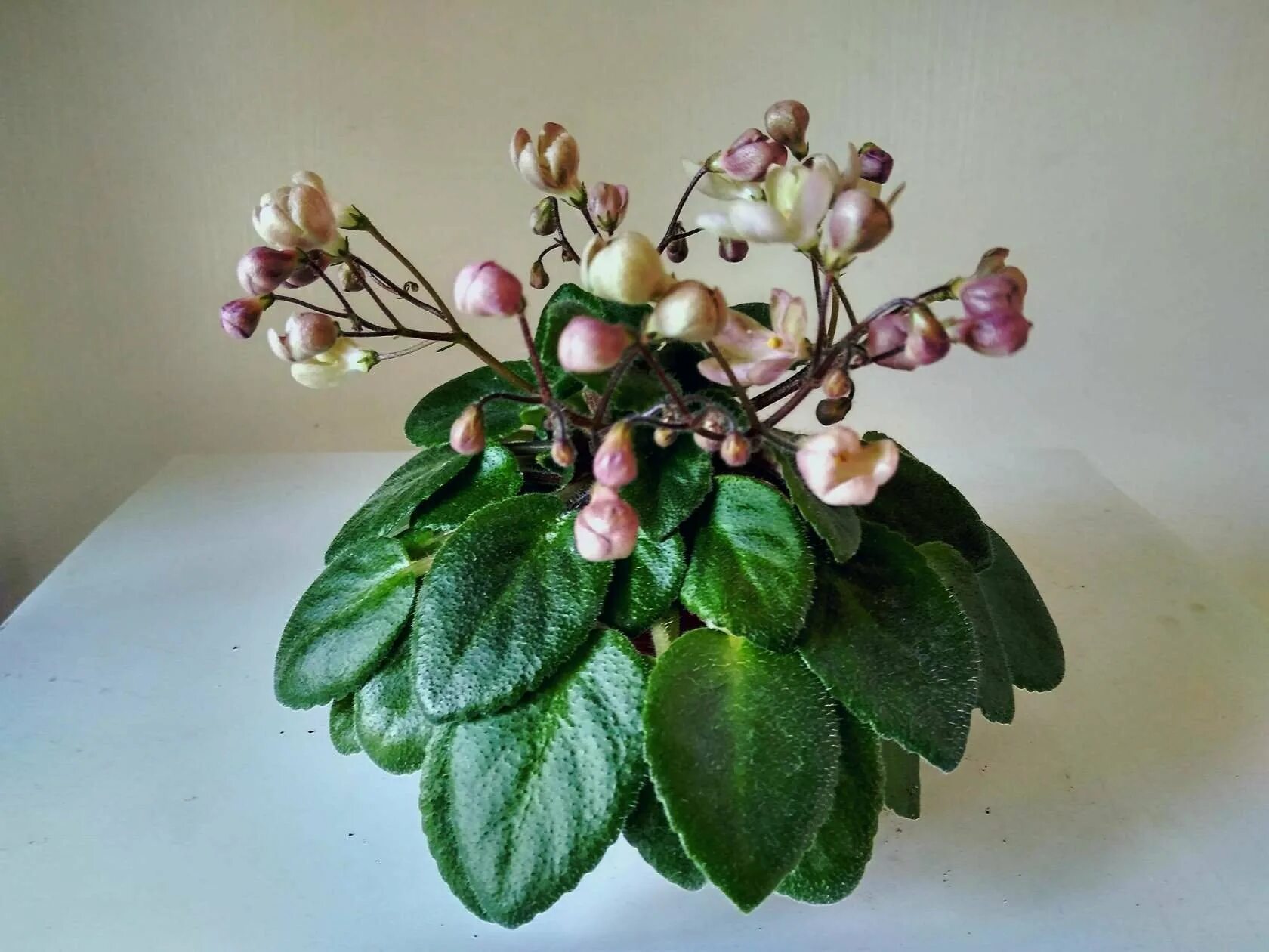 Фиалки morgan s. Фиалка morgan&#039;s sweet patootie. морган свит патоти фиалка. morgan&#039;s samira фиалка. фиалки полумини.