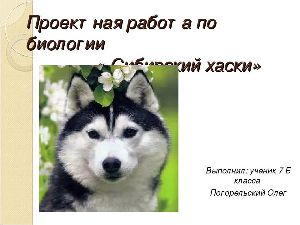 Доклад про собаку хаски. Проект породы собак. Проект про сибирских хасок. Проект на тему породы собак