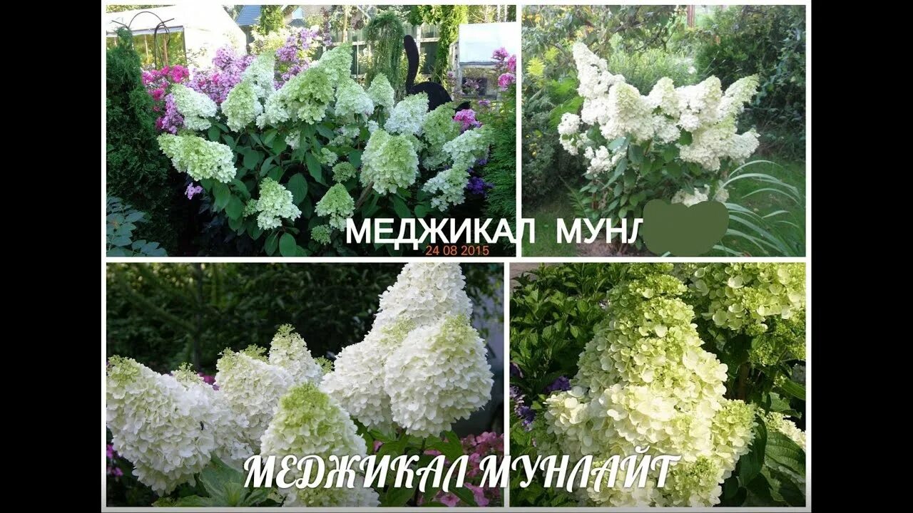 Гортензия Скайфолл метельчатая (Поиск) в Кирове купить по низким ценам, интернет