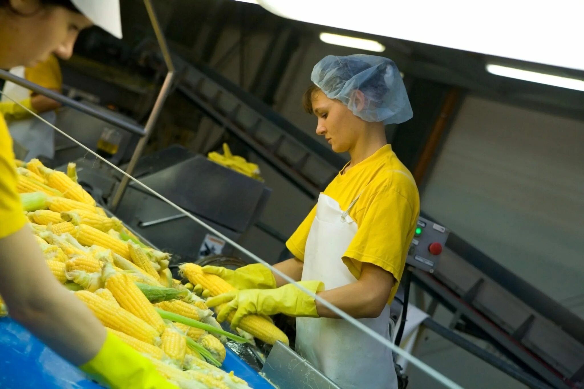 хранение и переработка сельскохозяйственной продукции. склад овощей. завод по переработке кукурузы. переработка зерна. цех по выпуску готовой продукции.