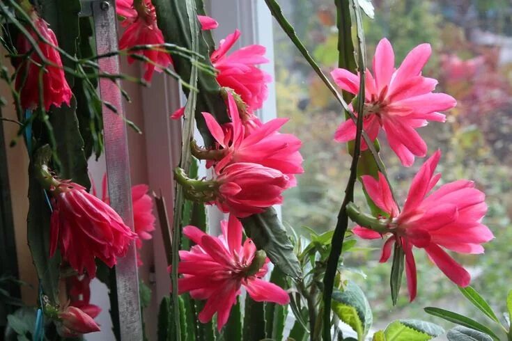 Эпифиллум Марниера (Epiphyllum Marniera): фото, уход в домашних условиях, размно
