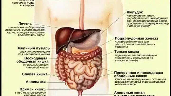 Боль под ребрами спереди. Боль слева под ребрами спереди ноющая. Боль в правом боку под ребрами спереди. Боль под левым ребром слева спереди. Ноющая боль в левом ребре спереди