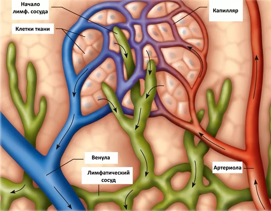Лимфа в лимфатическом капилляре. Слепозамкнутые капилляры лимфатическая система. Строение сосудов лимфатической системы. Лимфатическая система сосуды капилляры. Лимфатические сосуды клетки