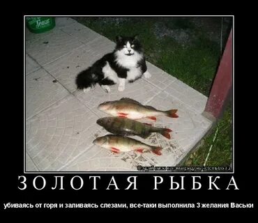 Выполняю 3 желания