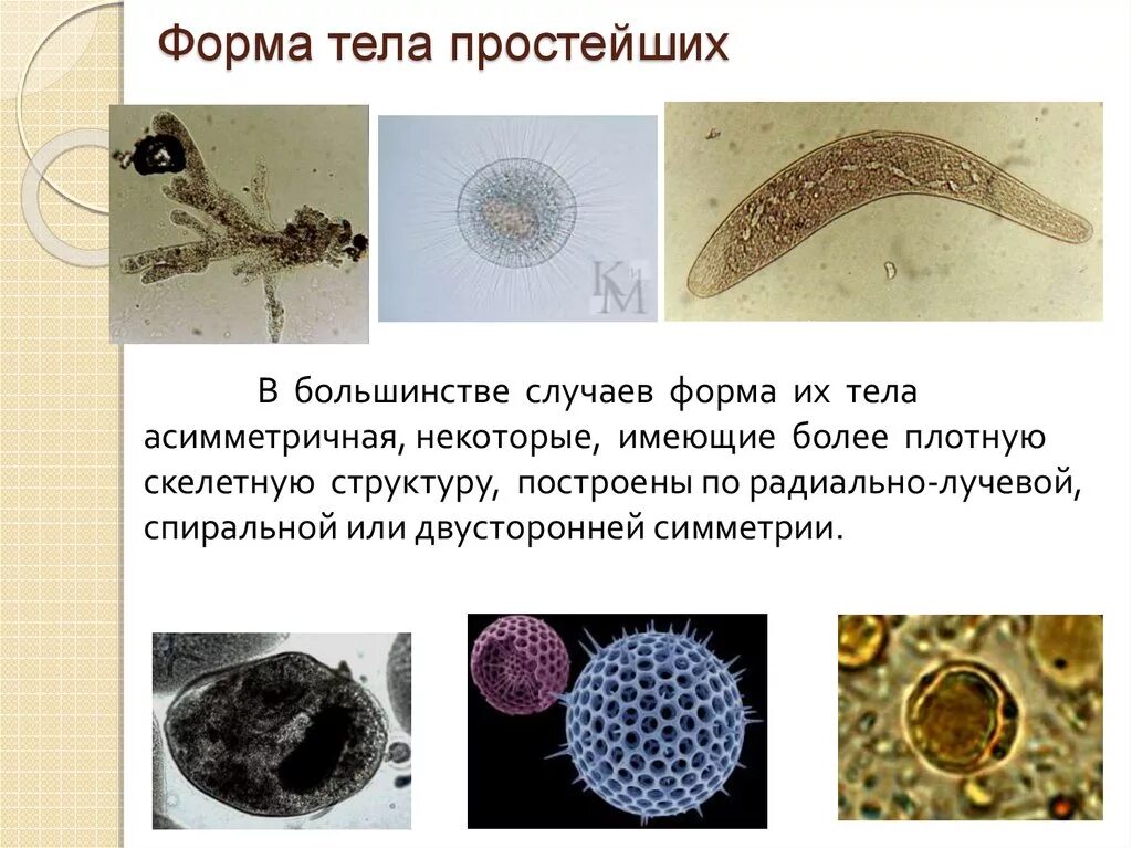 Форма тела простейших. Какую форму имеют простейшие. Виды простейших организмов. Постоянная форма тела у простейших. Какую форму имеет простейшие