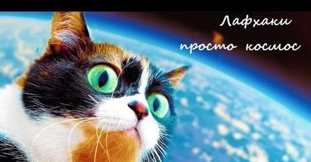 Куки кот. Куки кот. Куки сливки шоу. Куки кот сливки шоу. Сливки шоу новые.