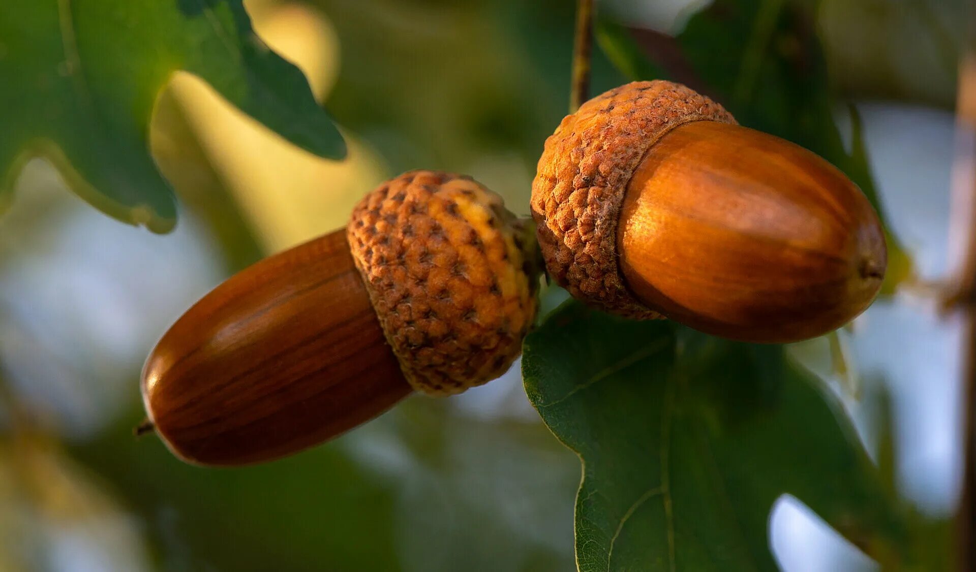 тип плода какао плод. виды плодов желудь. сухие односемянные плоды строение. калифорнийский дуб желудь. растения с плодом желудь.