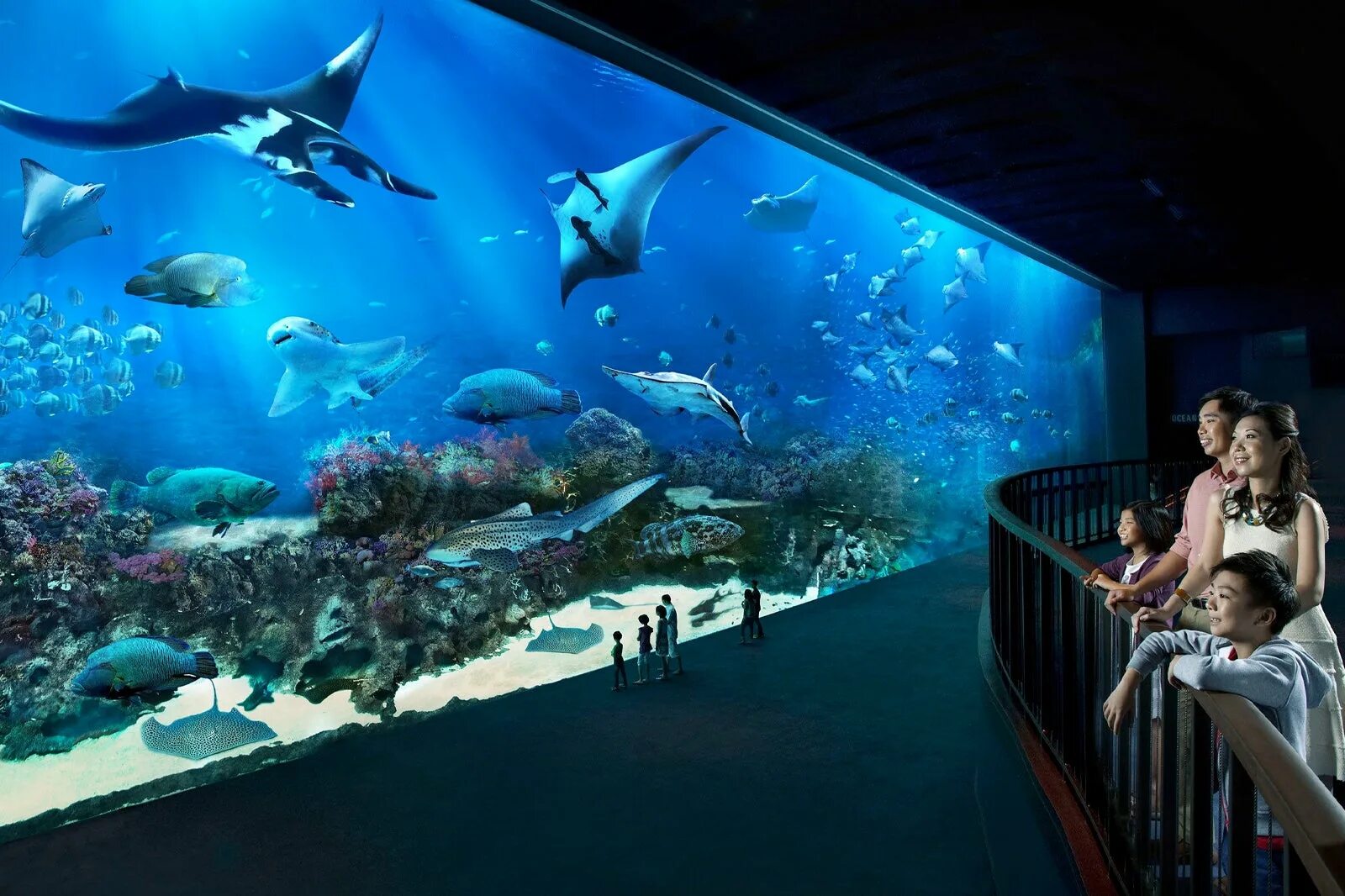 Морская жизнь (океанариум, Сингапур). Океанариум Siam Ocean World. Океанариум Бангкок. Морской рай Хаккейдзима.