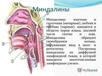 Где располагается круглое
