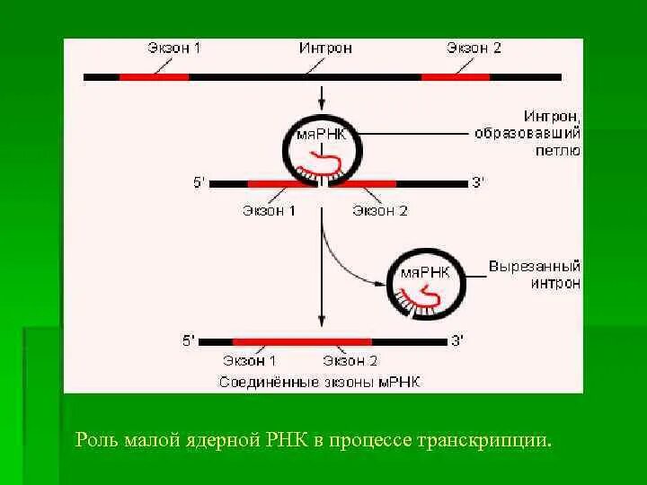 Малая ядерная РНК. Роль МЯРНК. МЯРНК строение. Малая ядерная РНК строение.