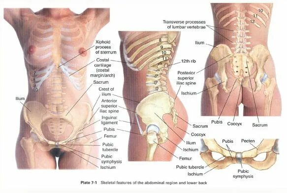 Bladder Стоковых иллюстраций и клипартов - (19,592 Стоковых иллюстраций) - Стран