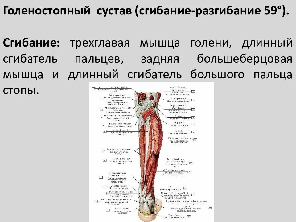 Мышцы сгибатели тазобедренного сустава. Мышцы сгибатели голени. Мышцы разгибающие голень. Мышцы сгибатели туловища.