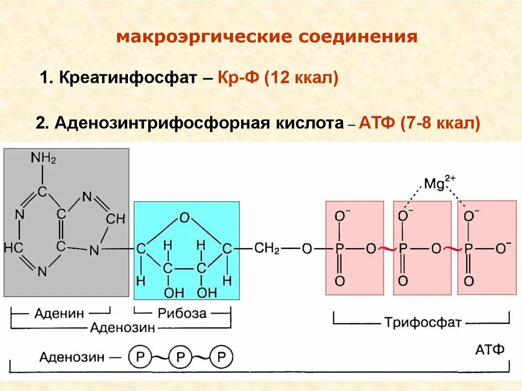 Макроэргические связи в атф. Строение макроэргических соединений. Строение АТФ макроэргические связи. Макроэргические соединения формулы. Макроэргические соединения и макроэргические связи.