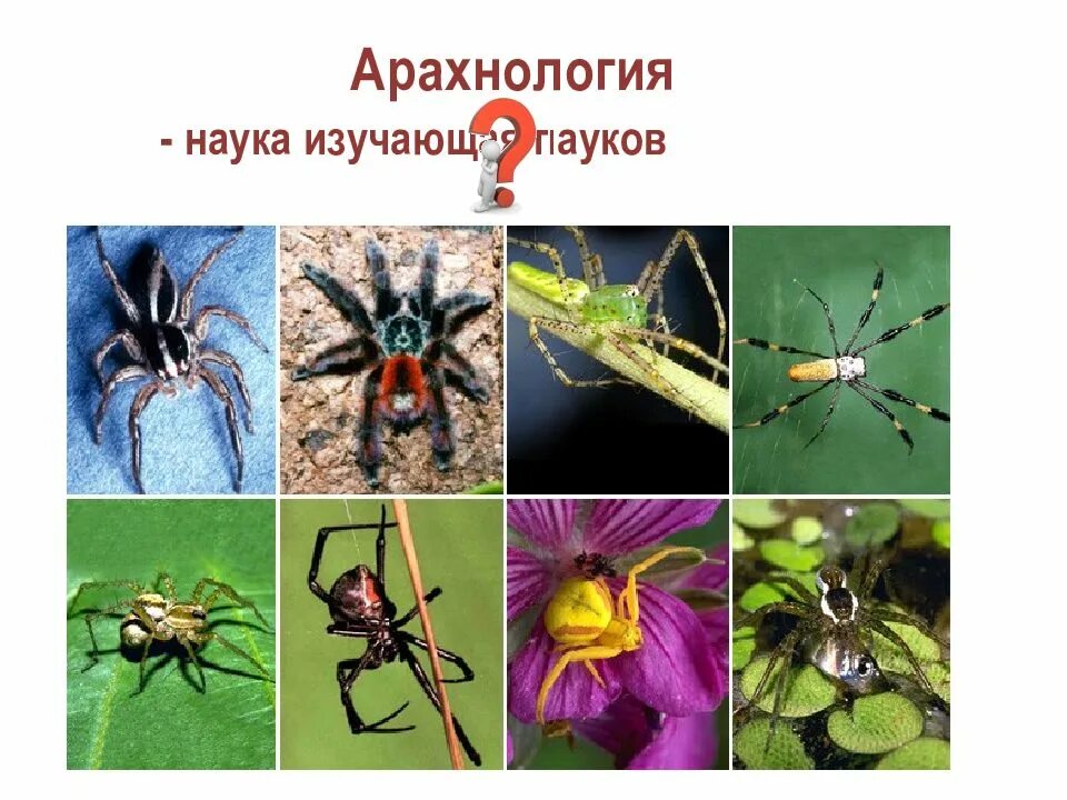 Наука изучающая пауков называется