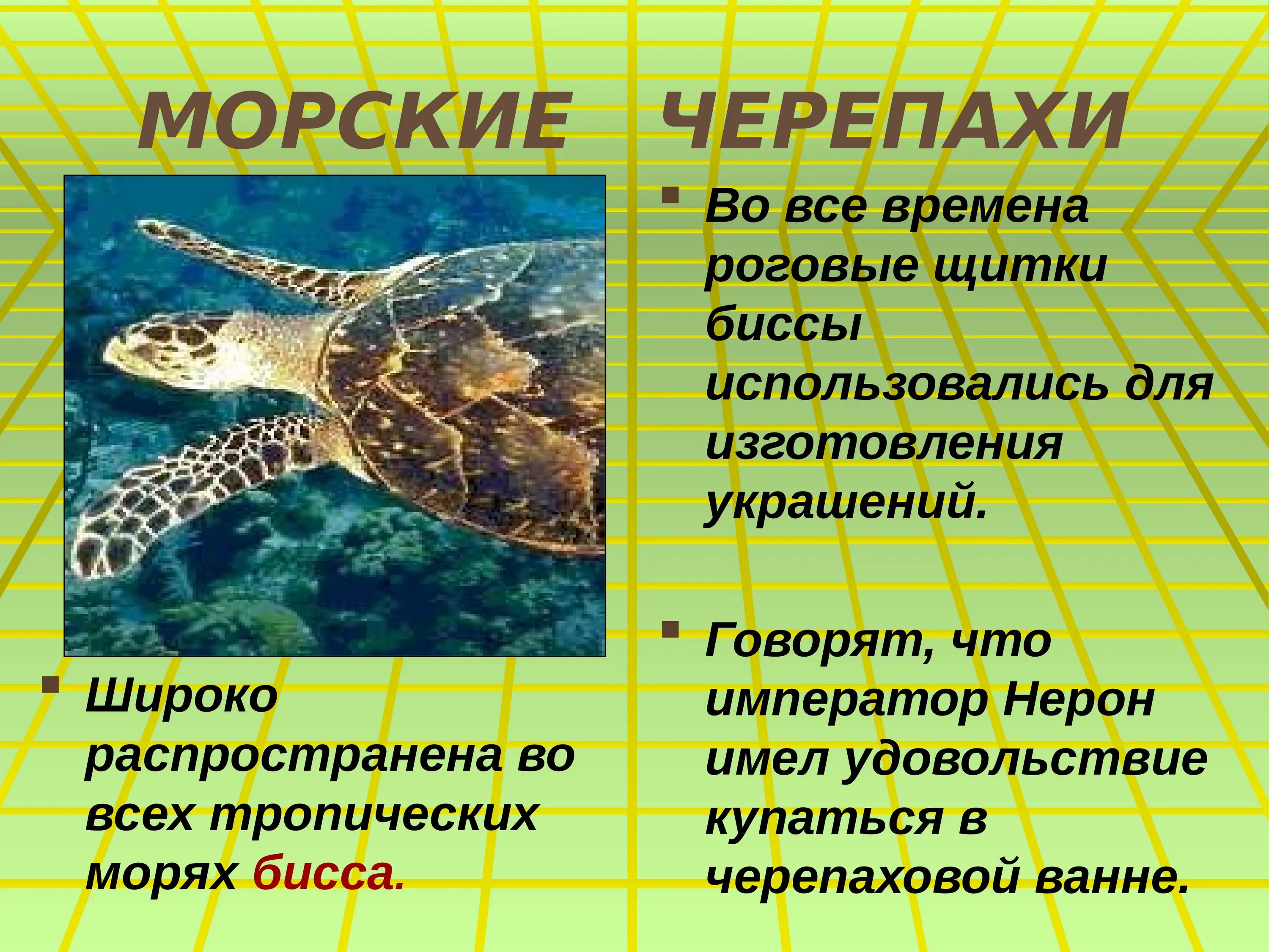 Информация про зеленую морскую черепаху