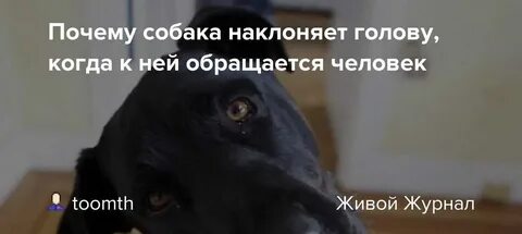 Как послушная собака ну зачем заставлял плакать
