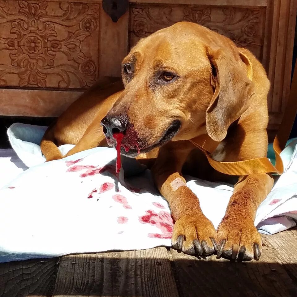 видео и собака видео и собака ух ты дуно. добрые собаки для детей. доберман. танцующая собака. животные.