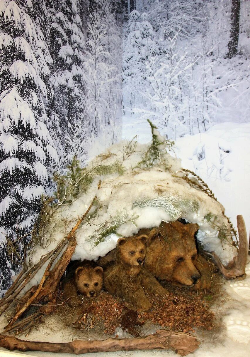 Медвежья Берлога Берлога медведя. Бурый медведь в берлоге. Бурый медведь зимой в берлоге. Старая берлога