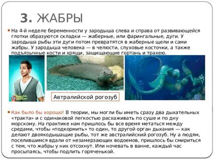 Жабры у эмбриона человека
