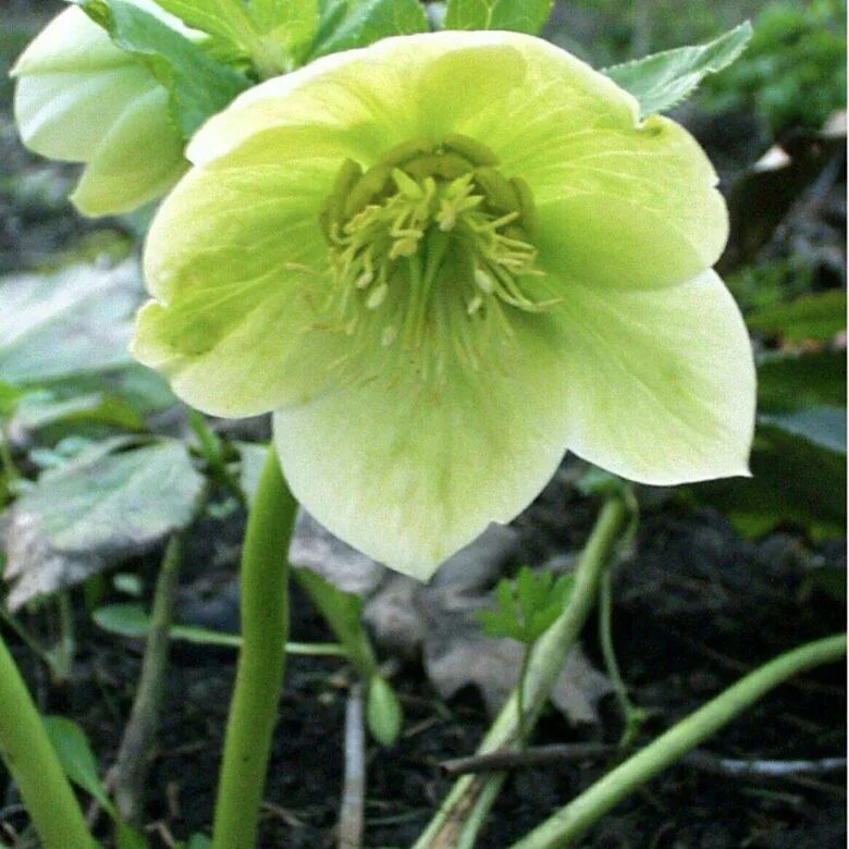 Морозник (helleborus) кавказский. Морозник кавказский (helleborus caucasicus). Цветок кавказский морозник. Цветок кавказский морозник. Морозник геллеборус.