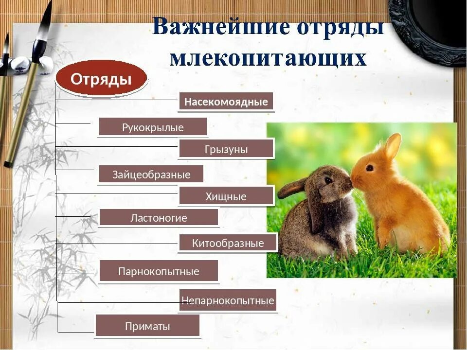Особенности многообразие животных. Отряды млекопитающих схема 7 класс. Систематика млекопитающих. Класс млекопитающие отряды. Млекопитающие представители.