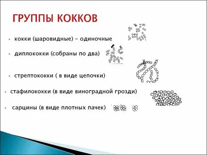 Кокки единичные
