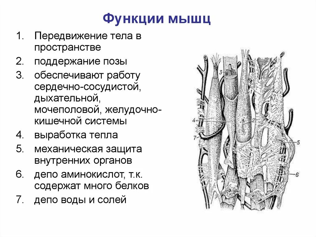 Назовите функции мышц