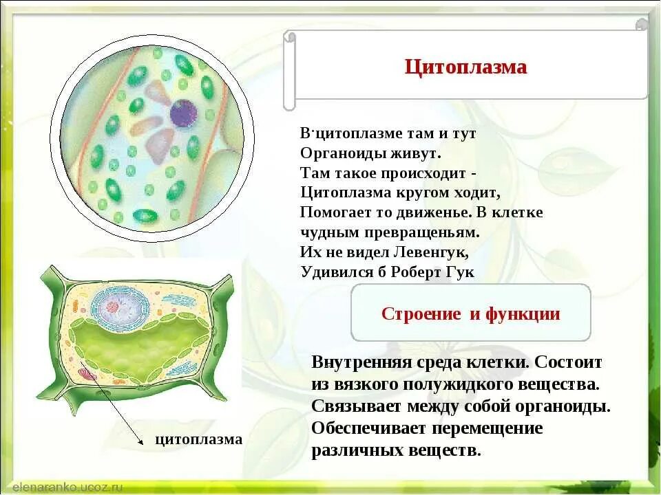 Функция цитоплазмы в растительной клетке. Строение цитоплазмы клетки.