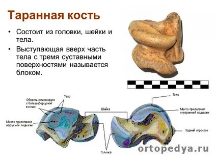 Стопа имеет отделы