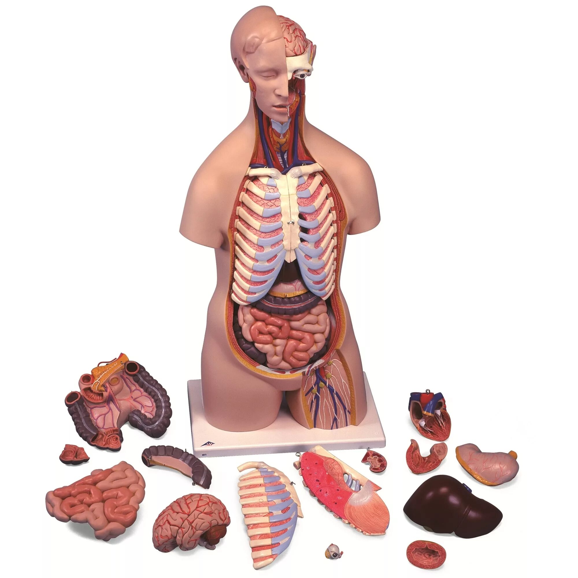 Модель органов человека. Модель торс человека с внутренними органами. Макет "торс человека" 45см. Анатомическая модель человека. Анатомический муляж человека.