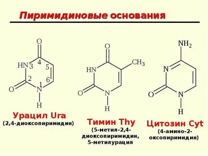 В какой состав входит урацил