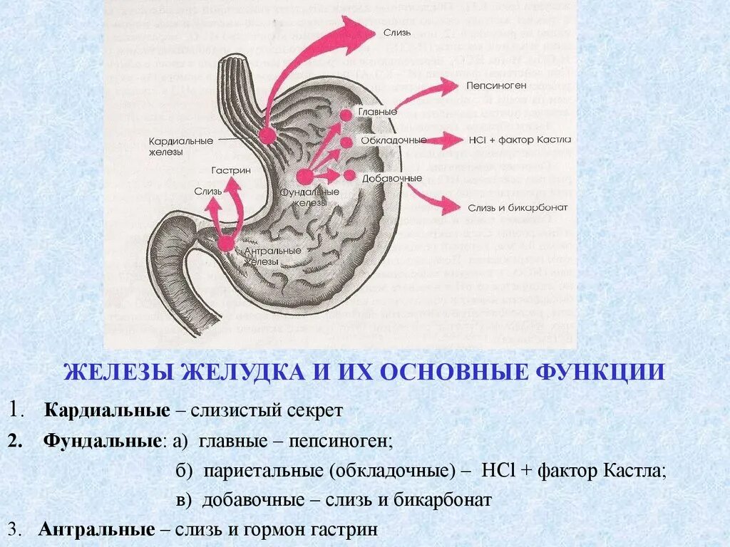 Какие железы расположены в желудке. Железы слизистой оболочки желудка функции. Железы в кардиальном отделе желудка. Железы слизистой оболочки желудка вырабатывают. Клетки собственных желез желудка и их функции.