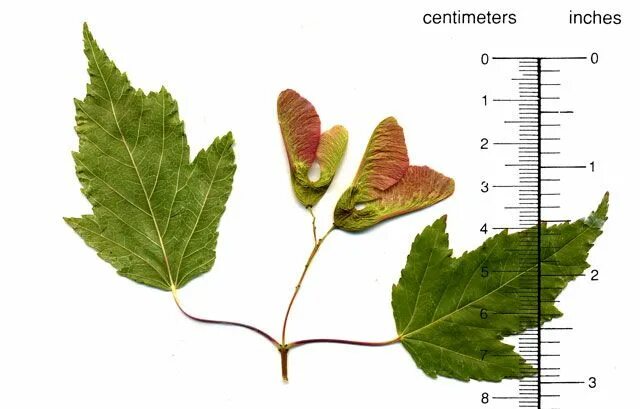 Acer Ginnala/ Amur Maple