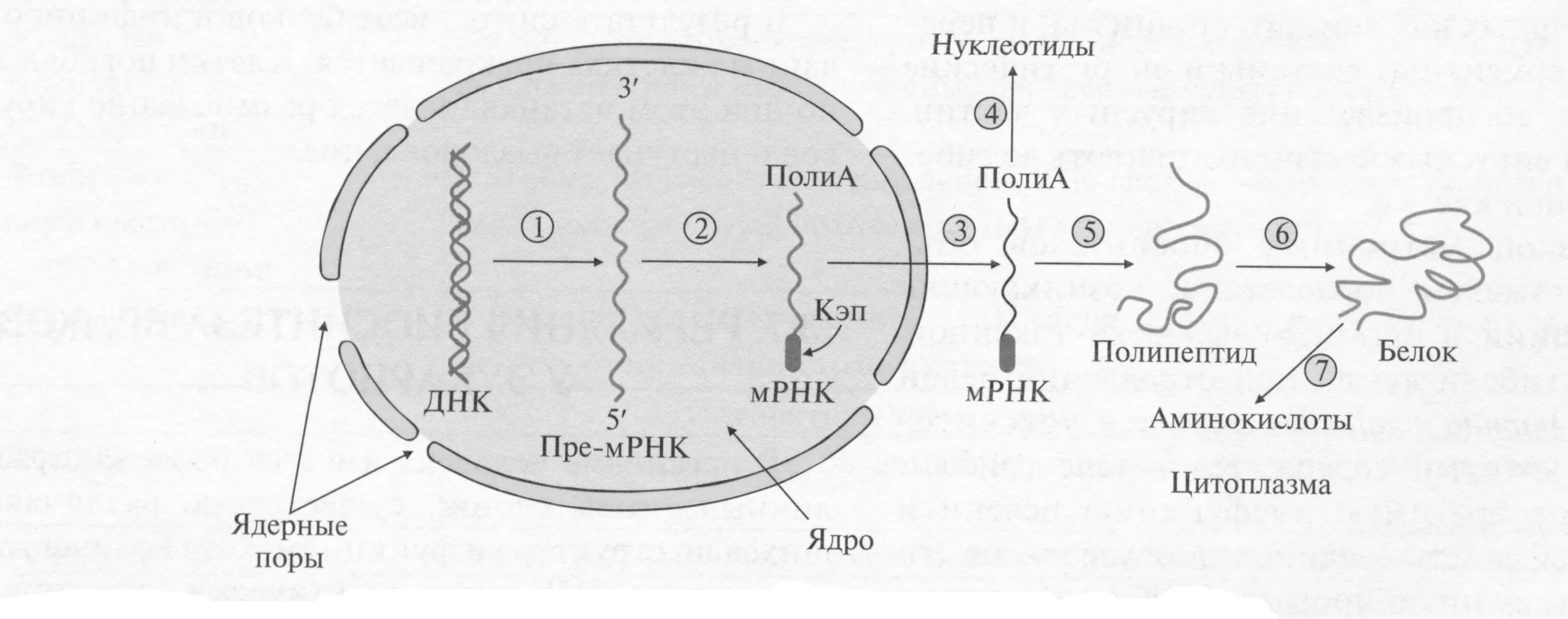 Биосинтез белка эукариот. Схема синтеза белка эукариот. Биосинтез белка схема с МРНК. Синтез белка у эукариот.