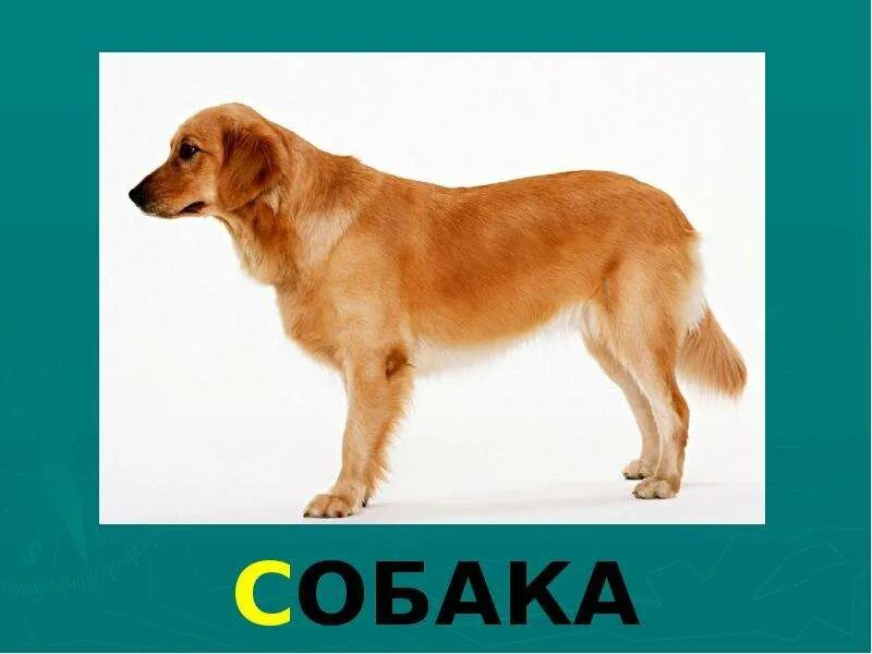 Как называется буква собака. Собака на букву л. Буква с собака. Собака на букву ш. Изображение буквы с собака.