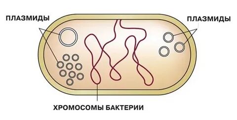 Виды плазмид бактерий