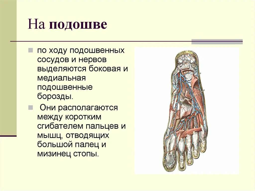 Слои подошвы топографическая анатомия. Топография подошвенной поверхности стопы. Подошвенная поверхность стопы топографическая анатомия. Подошва стопы топографическая анатомия.