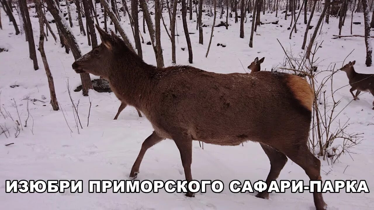 Гора изюбриная приморский