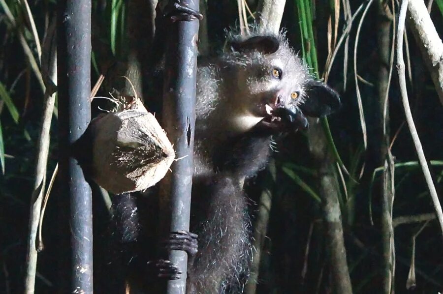 агутин леонид - ajj-yajj-yajj. ай ай ай это парадокс параллельные реалии. леонид агутин & tomas n'evergreen - ай-яй-яй. томас невергрин ай-яй-яй. ай ай это парадокс.