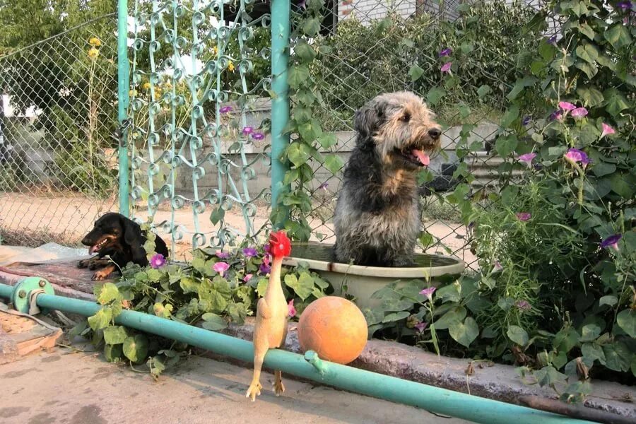 Какая собака на дачу