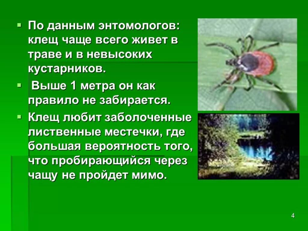 Есть ли клещи на деревьях. Опасные насекомые клещи. Где больше всего обитают клещи. Обитание клещей.