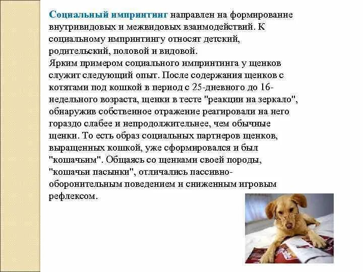Что является примером проявления запечатления у подростка. Что является примером проявления запечатления у подростка