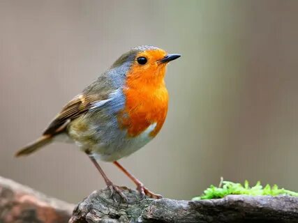 Des oiseaux