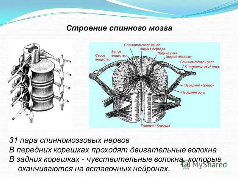 Спинномозговой чувствительный узел