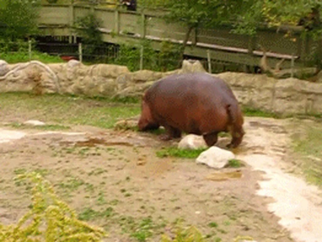 Scat gif. Scat gif. Зерно гифка. Scat gif. Анимация какашки.