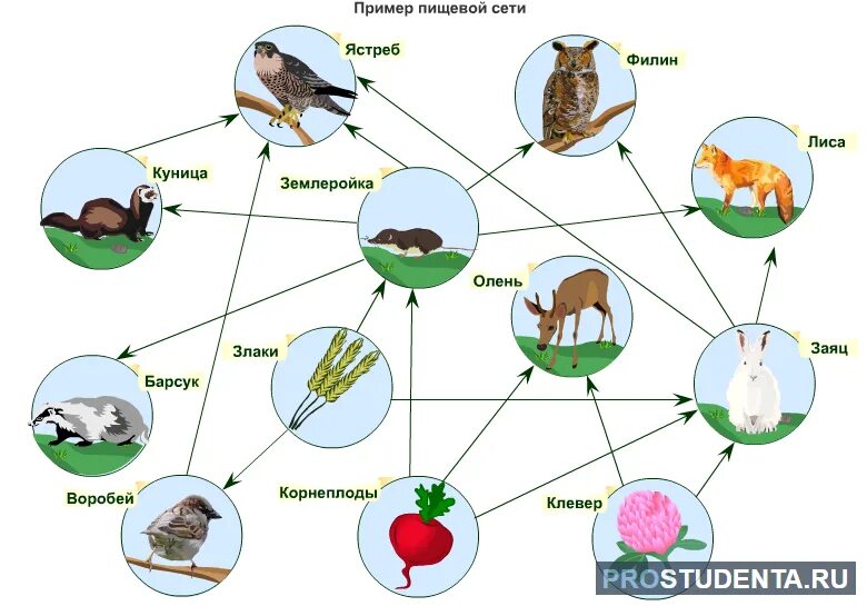 3 пищевые связи. Пищевая цепь леса. Пищевая цепь в лесу примеры. Схема пищевой цепи. Цепочка поедания животных.