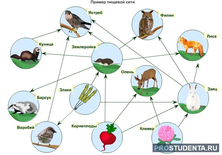 Тест пищевые связи 5 класс. Пищевые связи примеры. Схема пищевой цепи. Пищевая цепь леса. Пищевая цепь в лесу примеры.