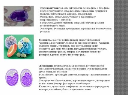 Основные функции эозинофилов заключаются в